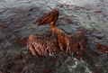 米南部沖のメキシコ湾（Gulf of Mexico）の原油流出事故で油まみれになったカッショクペリカン。米ルイジアナ（Louisiana）州East Grand Terre Islandで撮影。流出した原油はルイジアナ州沿岸部に大量に押し寄せている（2010年6月4日撮影）。(c)AFP/Getty Images/Win McNamee