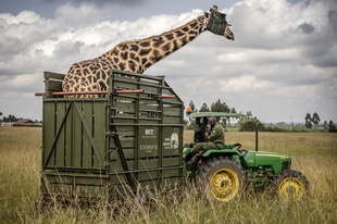 対立するグループに平和と経済的安定もたらすキリン ケニア