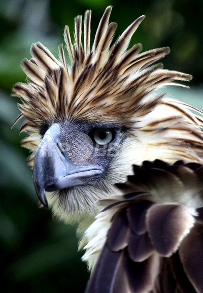 勇壮なフィリピンワシ、絶滅の危機に 写真2枚 国際ニュース：AFPBB News