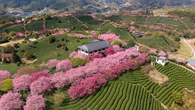 中国の研究者 茶樹ゲノムの遺伝子変異マップを解明