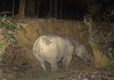 撮影された希少種ボルネオサイに妊娠の可能性