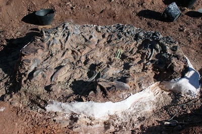 2億2000万年前の恐竜の化石を発見、アルゼンチン