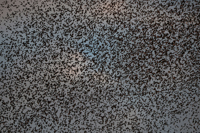 初冬の風物詩、ムクドリの「落し物」に悩むローマ