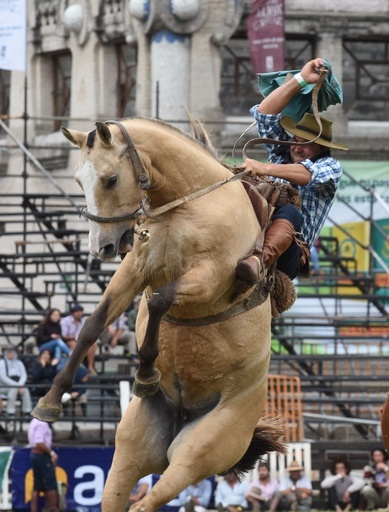 暴れ馬に挑むガウチョ、ウルグアイで伝統のロデオ大会