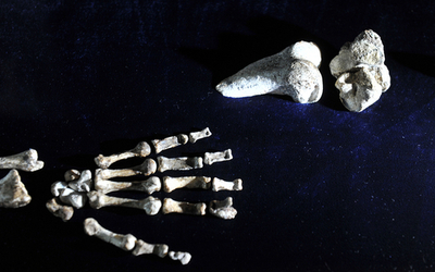 新種猿人の化石、｢道具の歴史｣を書き換えるか？