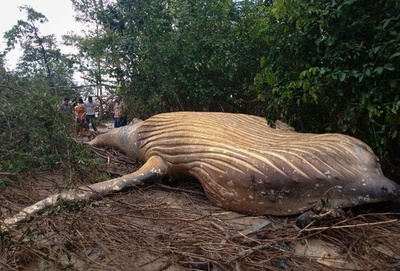 草木の中に横たわるザトウクジラの死骸、ブラジル・マラジョ島