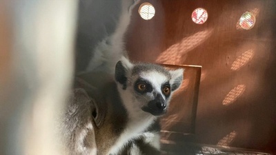 動画:マダガスカル固有種のキツネザル、密輸先から返還