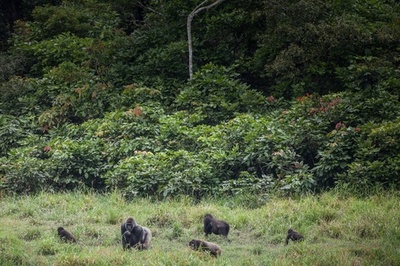 ゴリラにも新型ウイルス伝染？ ガボン、類人猿観察ツアー禁止へ