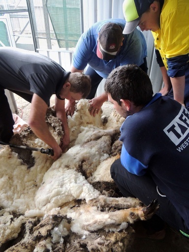 毛が伸びすぎた巨大羊、豪全国王者が毛刈り 40.45キロ分
