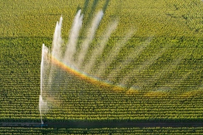 【今日の1枚】地上の虹、コーン畑にきらめきを