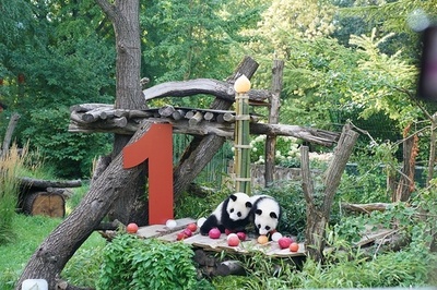 ドイツ・ミュンヘン パンダ2頭を迎える計画