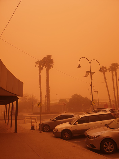 豪森林火災、被災コアラのための募金が100万豪ドル突破