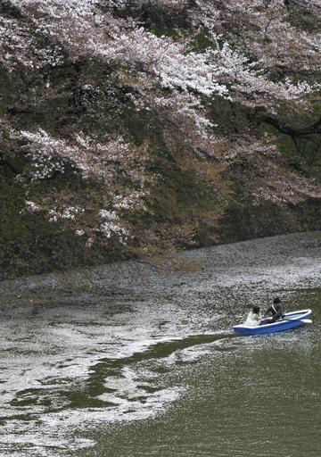 散りゆく桜を鑑賞 東京