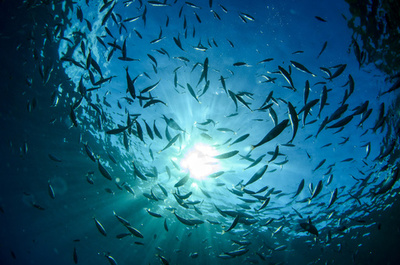 漁業補助金の規制へWTOで交渉開始 米など13か国、中国標的か