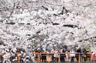 Cherry blossoms bloom over Meguro river in Tokyo