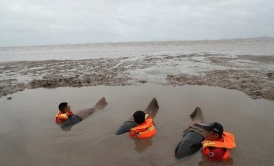 浙江台州 打ち上げられたクジラを保護