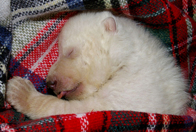 ドイツの動物園でホッキョクグマの赤ちゃんを救出、クヌートをほうふつ