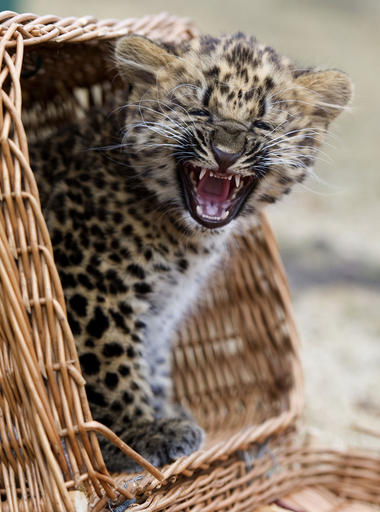 かごの中から大あくび、ヒョウ亜種の赤ちゃん ベルリン