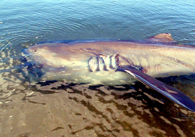 希少種メガマウスザメ、発見されたが食べられる　フィリピン