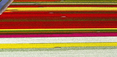 春満開！ 一面に広がるチューリップ畑 オランダ