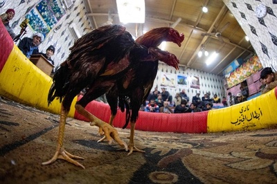 「冬の娯楽」闘鶏、南部で根強い人気 イラク