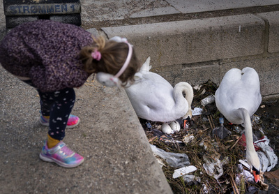 【今日の1枚】スイートホームはごみ山の上、白鳥の巣作り