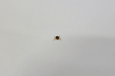 ダニのだ液はがん特効薬になりうる、ブラジル研究