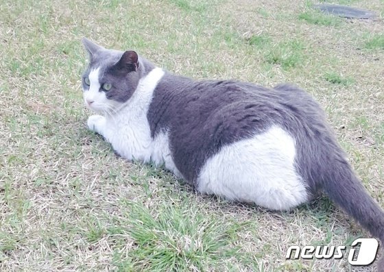 大統領府春秋館に住み着く野良猫「黒ゴマ」(c)news1