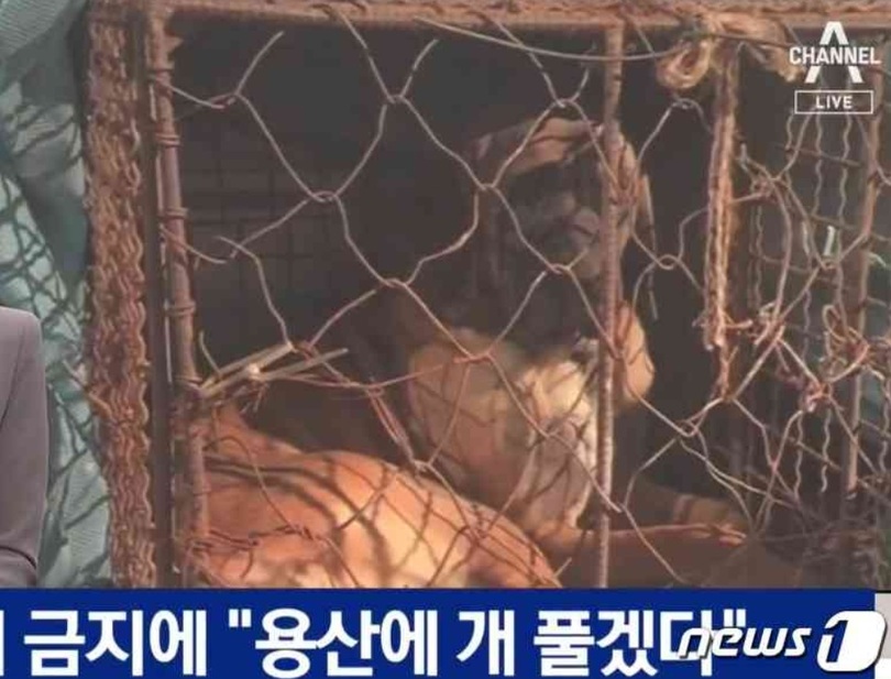 （チャンネルAキャプチャー）(c)news1