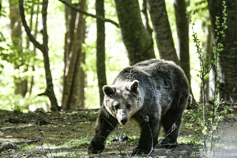 ジョギング中に熊に襲われ男性死亡 イタリア