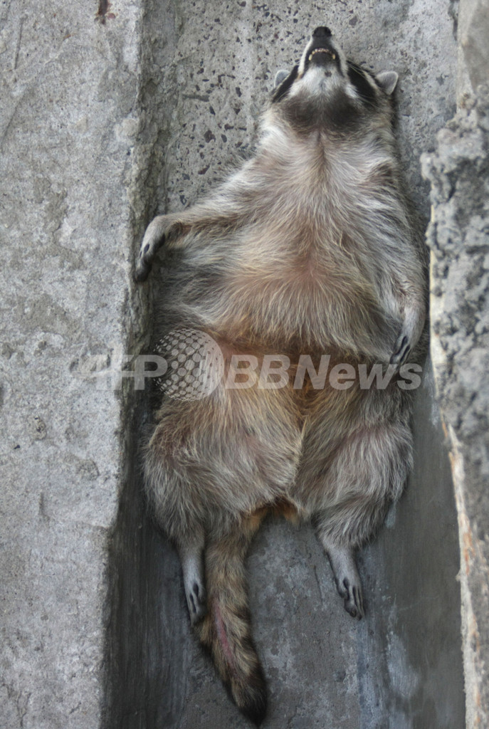 猛暑が続くロシア 動物たちもぐったり 写真5枚 国際ニュース Afpbb News