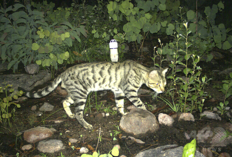 オーストラリアの猫 毎日100万匹以上の爬虫類殺す 研究 写真1枚 国際ニュース Afpbb News