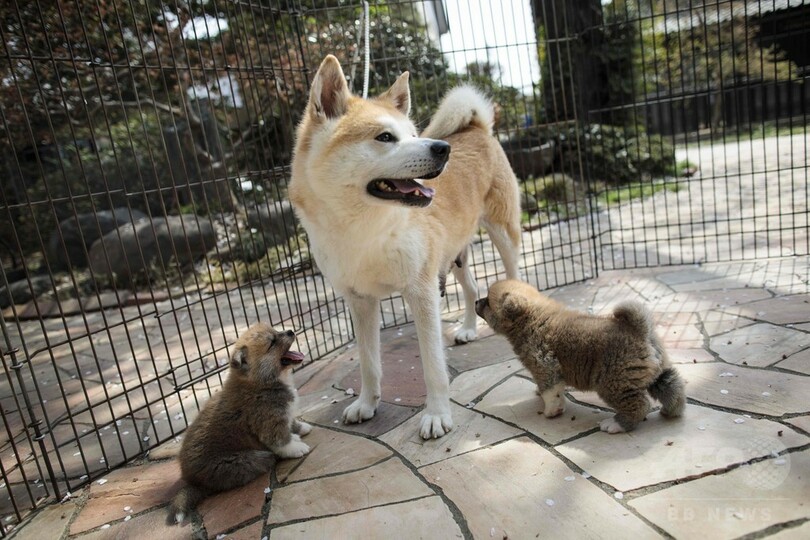 ザギトワ選手もとりこ、世界中がとろける秋田犬