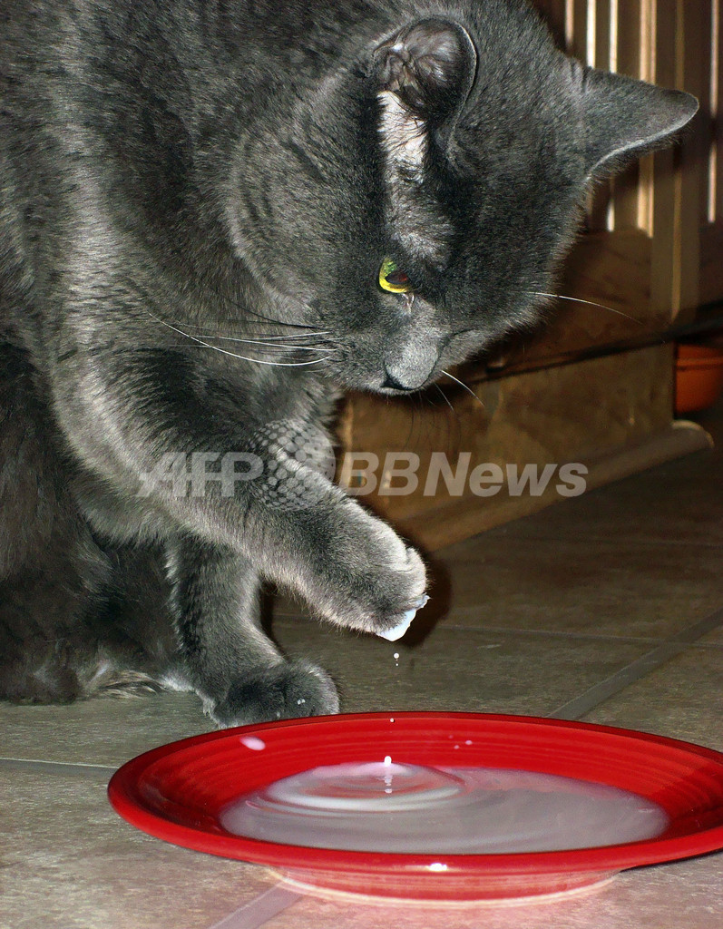 嗅覚の神経回路を壊すと、ネコを怖がらないマウスに