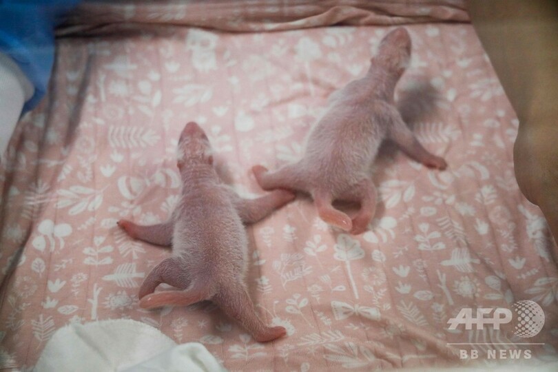 双子のパンダ、ベルギー動物園で誕生