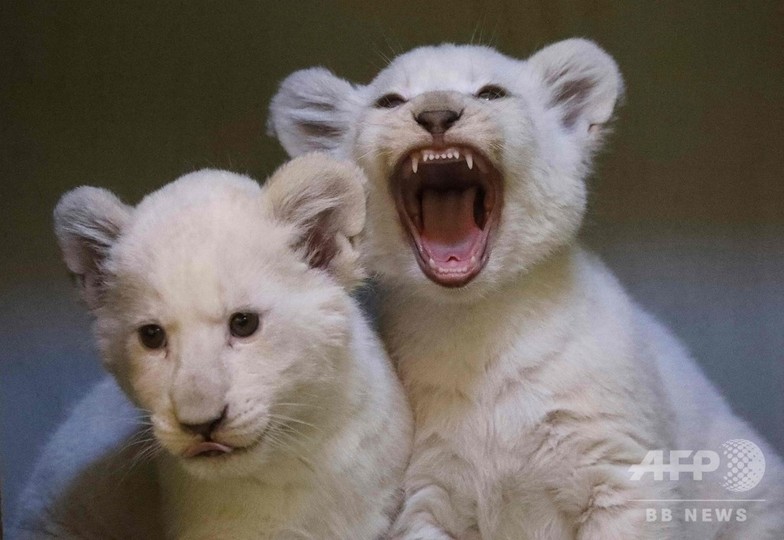 注射やだぁー ホワイトライオンの赤ちゃん チェコ 写真15枚 国際ニュース Afpbb News