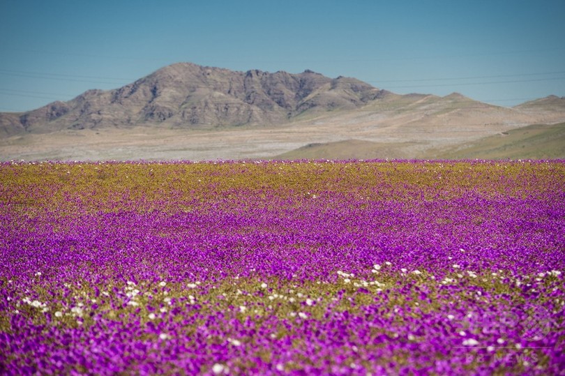 砂漠が花畑に チリの自然現象 写真12枚 国際ニュース Afpbb News