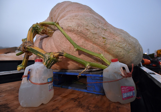 893キロの巨大カボチャ、世界選手権で優勝 米カリフォルニア 写真19枚