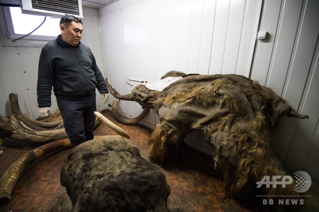 ロシアの北極が溶けて更新世のマンモスが明らかに