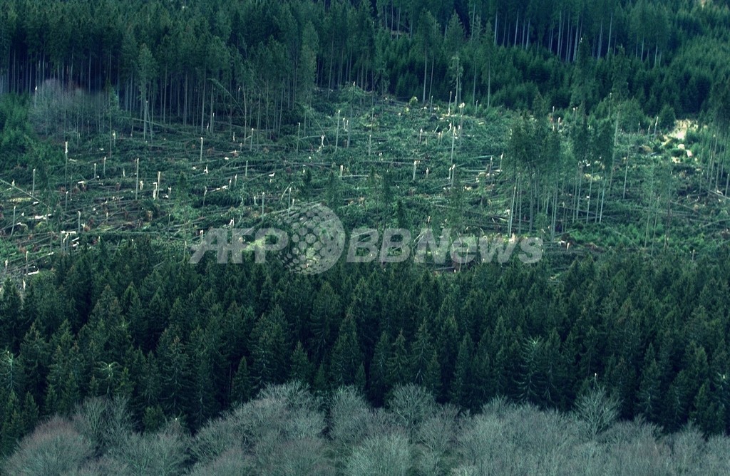 スウェーデンで世界最古の木発見、樹齢約1万年 スウェーデンで世界最古の木発見、樹齢約1万年