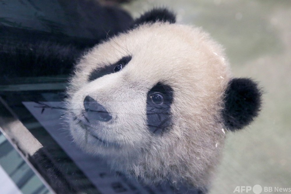 台湾生まれ2頭目の赤ちゃんパンダ 報道陣に公開 写真6枚 国際ニュース Afpbb News