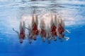スペイン・バルセロナ（Barcelona）で開催されている第15回世界水泳選手権（15th FINA World Championships）。水中カメラで撮影されたシンクロナイズドスイミング・チームの演技の様子。

チームフリールーティン（FR）予選で演技するロシアの選手（2013年7月23日撮影）。(c)AFP/FRANCOIS XAVIER MARIT