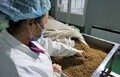 乾燥される前のミールワームを仕分ける従業員（2020年4月1日撮影）。(c)Xinhua News