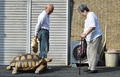 東京・月島の道を歩く亀のボンちゃんと飼い主の三谷久夫さん（左、2015年6月10日撮影）。(c)AFP/KAZUHIRO NOGI