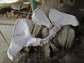 メキシコ中部トゥルテペックで発見されたマンモスの骨。メキシコ国立人類学歴史学研究所（INAH）提供（2019年11月6日公開）。(c)AFP PHOTO / INAH
