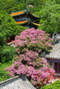 満開となったサルスベリの花（2023年8月3日撮影）。(c)Xinhua News