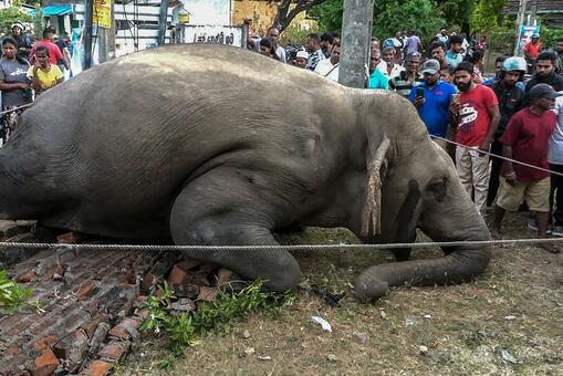 死んでる象 死んでる象 ゾウ350頭超、原因不明の死体で発見 ボツワナ - BBCニュース