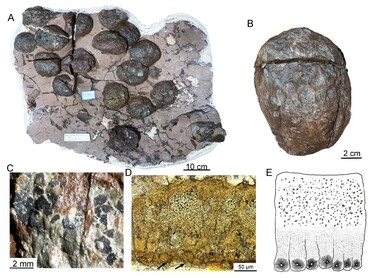 中国の科学者、胎児を収めた卵の化石研究で恐竜の卵の起源を解明 写真1