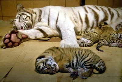 サーカスから逃げ出したトラ、民家の中庭に入り込む