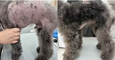 犬の脱毛症、再生治療で改善…韓国の動物皮膚クリニック、レーザーとエクソソーム併用